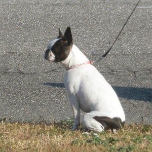 Meet your Posher, Bailey